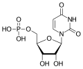 Deutsch: Struktur von Uridinmonophosphat English: Structure of Uridine monophosphate