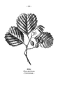 Alnus glutinosa plate 150 in: Wayside and woodland blossoms, 1895 alternative