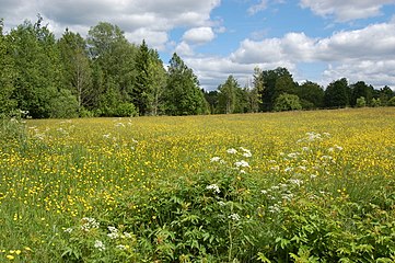 Sommaräng.