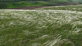 Ковыль в балке, Днепропетровская область