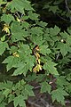 Acer glabrum