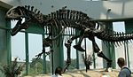 Acrocanthosaurus atokensis (squelette reconstitué)