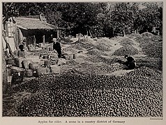 Apples for cider, photo from The Encyclopedia of Food by Artemas Ward.jpg