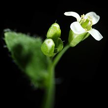 Arabidopsis thaliana-flower.jpg