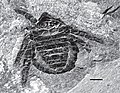 Namurotarbus roessleri（旧称Archaeomartus roessleri）[37]