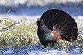 Platz 10: Zwerger-r-leben - Auerhahn-Männchen bei der Balz im Naturpark Südschwarzwald