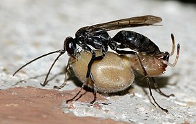 Hnízda hrabalek černých (Auplopus carbonarius, na obrázku s uloveným pavoukem) bývají často napadeny jinými parazity jako jsou lumci, chalcidky a zlatěnky.