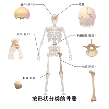 骨骼形態的分類