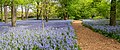 Image 60Bluebells in the Brooklyn Botanic Garden