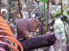 國家公園內的松鼠，可能是纖小馬尾松鼠（英语：Slender squirrel）