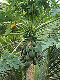 Thumbnail for File:Carica papaya.jpg