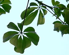 Hojas palmaticompuestas en Ceiba pentandra.