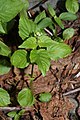 Circaea alpina