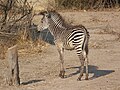 Crawshay's zebra foal