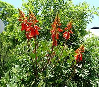 Erythrina humeana