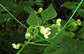 Flors de fesol de la varietat Buenos Aires o Perona (varietat d'emparrar)