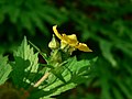 Geum macrophyllum