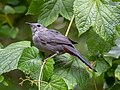 Image 107Gray catbird in Prospect Park