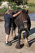 Punition négative : ce pansage, moment agréable pour le cheval, peut être interrompu si celui-ci manifeste un comportement indésirable