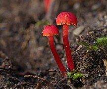 Hygrocybe miniata - Ferndale Park