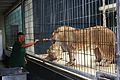 یکی از خدمه باغ‌وحش برلین در حال غذادادن به شیرها.