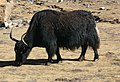 Yak