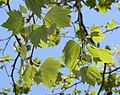 ‎London Planetree (Platanus × hispanica) leaves