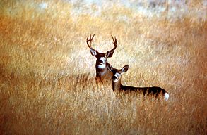 A mule deer with relatively large antlers