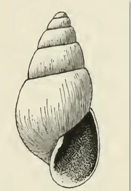 Odostomia quadrae