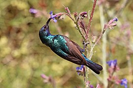 Palestine sunbird (Cinnyris osea osea) male