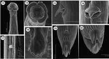 13: Subventraal aanzicht van het voorste uiteinde van Torrestrongylus tetradorsalis met 'kopschermen', 14: Frontaalaanzicht met mondopening, papillen en amfiden.