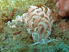 Phyllodesmium magnum