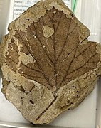 Platanites marginata (HC106).jpg