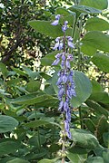 Plectranthus barbatus kz01.jpg