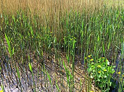 Reedbed of the subassociation Typho-Phragmitetum calthetosum.jpg