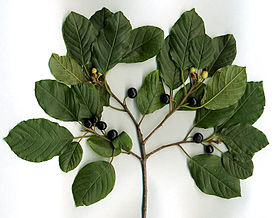 Korpipaatsama (Frangula alnus)