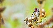 Thumbnail for File:The European goldfinch enjoying a thistle.jpg