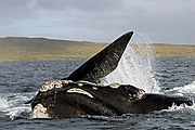 Southern right whales cavorting in Port Ross