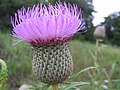 Bull Thistle