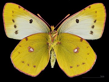 Colias alfacariensis ♀ △