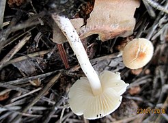 Lepiota subalba