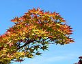 Acer palmatum subsp. palmatum