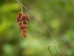 Ampelocissus latifolia (Roxb.) Planch. (5852078901).jpg