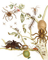 Gravura de Metamorphosis insectorum Surinamensium, placa XLIII. "Aranhas, formigas e beija-flor num galho de goiaba", 1705