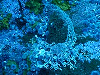 A basket star, located in an area known as "Star Wall", near Maori Bay, New Zealand at a depth of approximately 28 m.