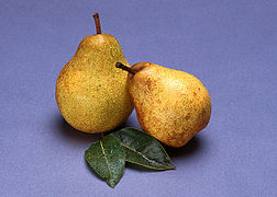 Pear