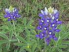 Техас гүлі (bluebonnet) (1901 жылы белгіленген)