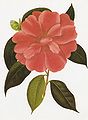 Camellia reticulata