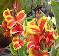 Canna 'Königin Charlotte', Pfitzer 1893