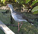 Rödbent seriema (Cariama cristata)